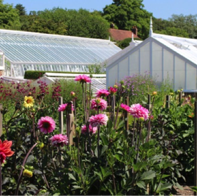 Victorian glasshouses and dahlia trial beds